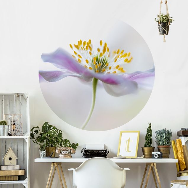 Wallpapers Windflower In White