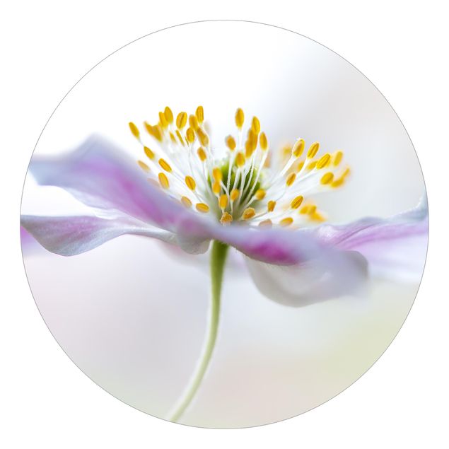 Self-adhesive round wallpaper - Windflower In White