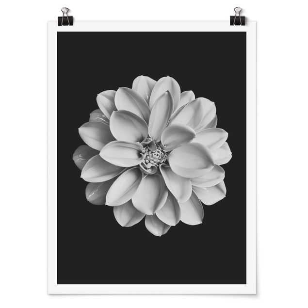Poster - Dahlia Black And White