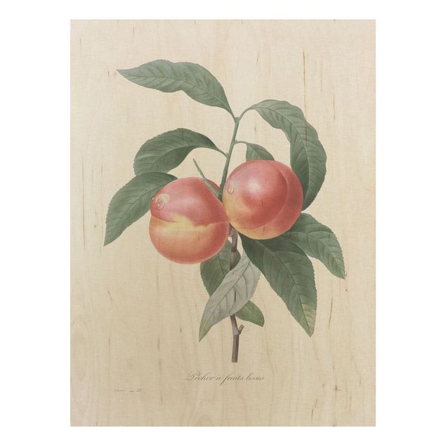 Print on wood - Botany Vintage Illustration Peach