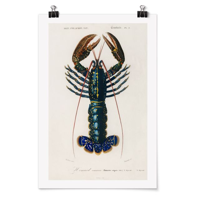 Poster - Vintage Board Blue Lobster