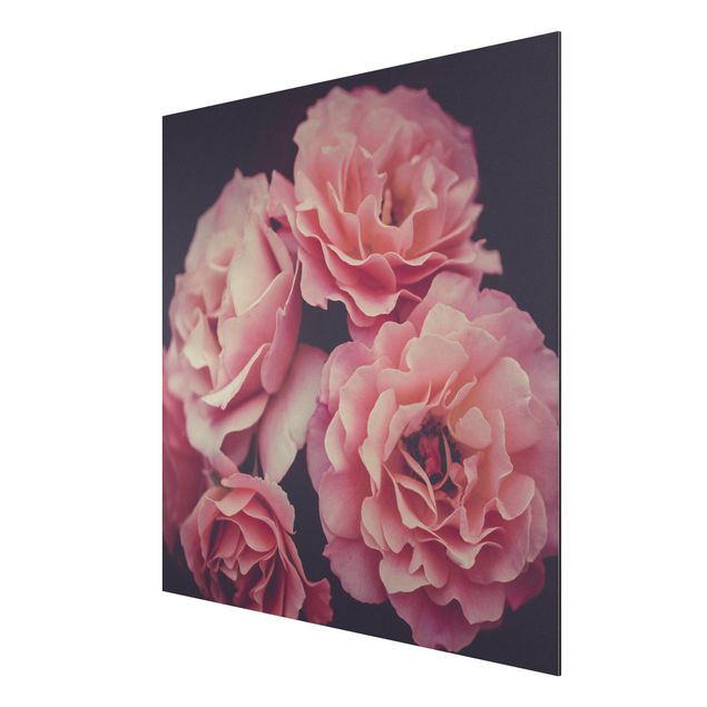 Print on aluminium - Paradisical Roses