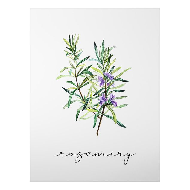 Print on aluminium - Herbs Illustration Rosemary