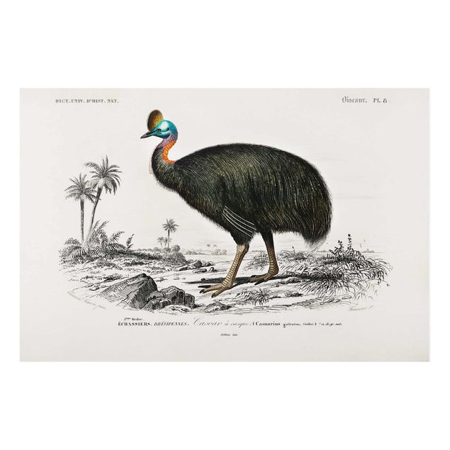 Glass print - Vintage Board Emu