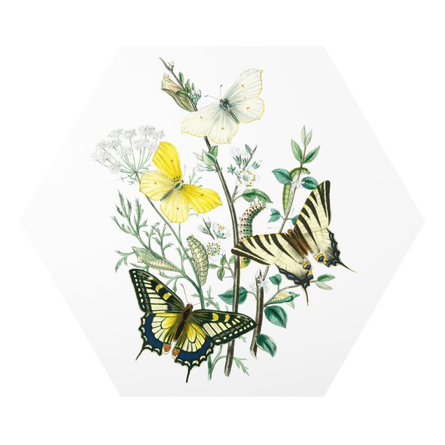 Forex hexagon - British Butterflies III
