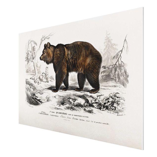 Print on forex - Vintage Board Brown Bear