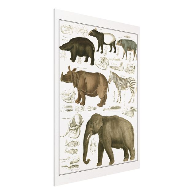 Print on forex - Vintage Board Elephant, Zebra And Rhino