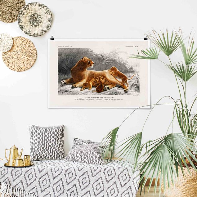 Poster - Vintage Board Lioness And Lion Cubs