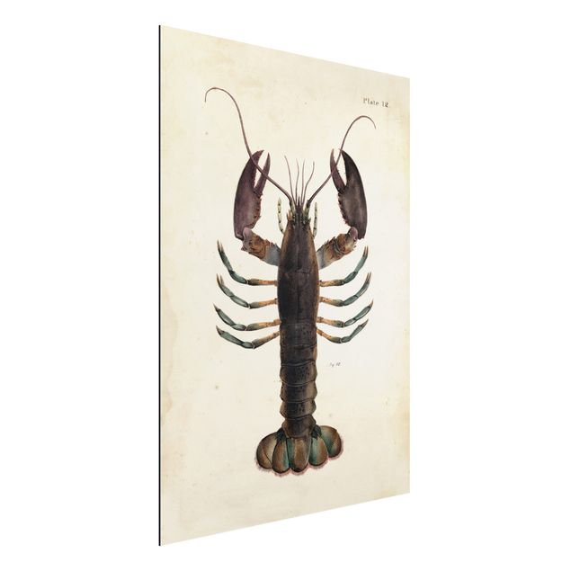 Alu dibond Vintage Illustration Lobster