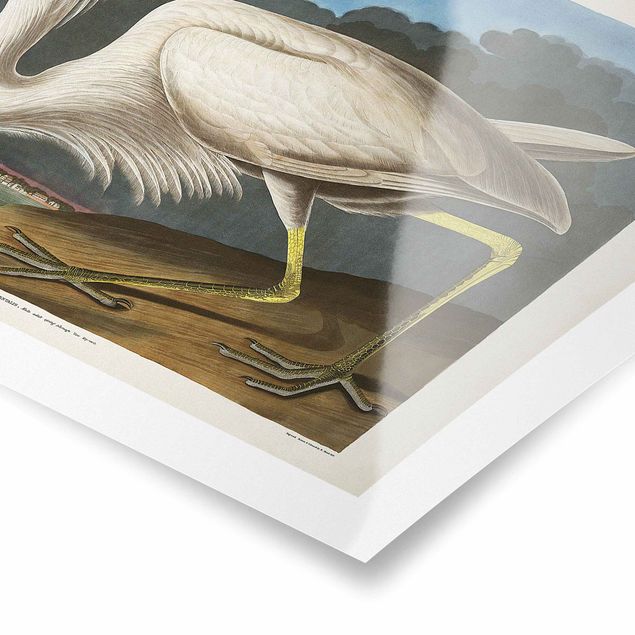 Poster - Vintage Board Great White Egret