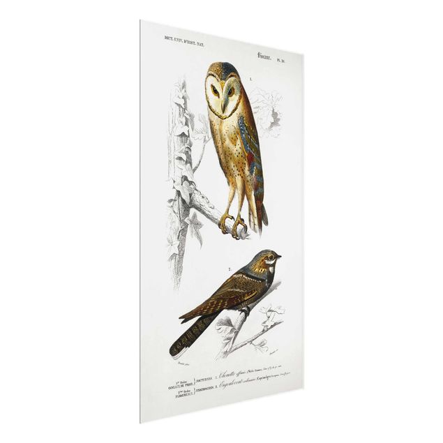 Glass print - Vintage Board Owl And Swallow