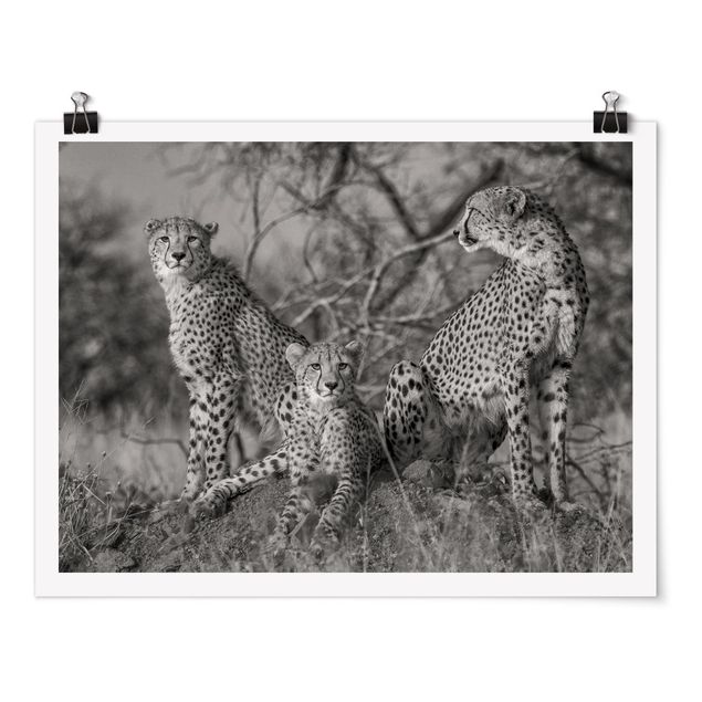 Poster - Three Cheetahs