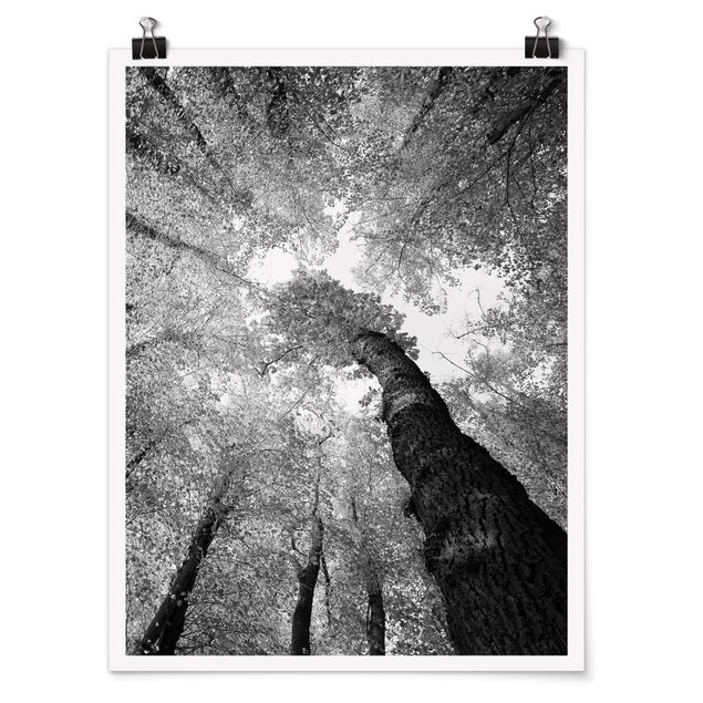 Poster forest - Trees Of Life II