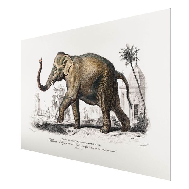 Print on aluminium - Vintage Board Elephant