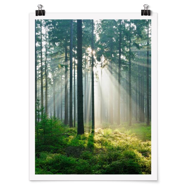 Poster forest - Enlightened Forest
