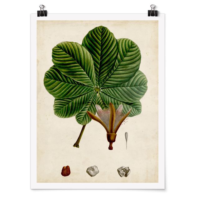 Poster flowers - Deciduous Poster II