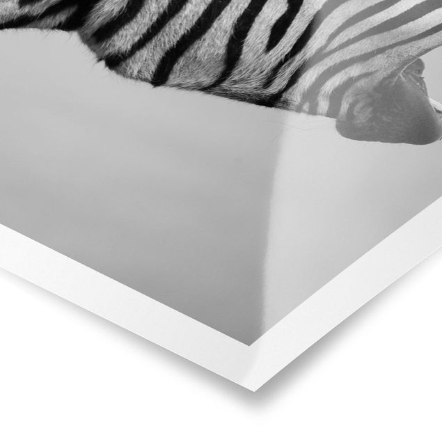 Poster animals - Roaring Zebra ll
