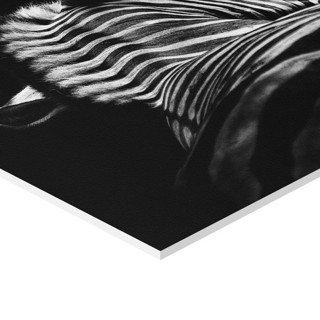 Forex hexagon - Dark Zebra Silhouette