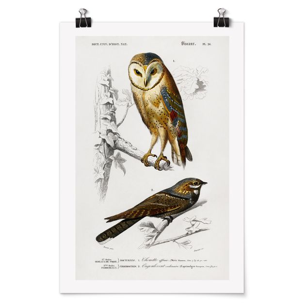 Poster - Vintage Board Owl And Swallow