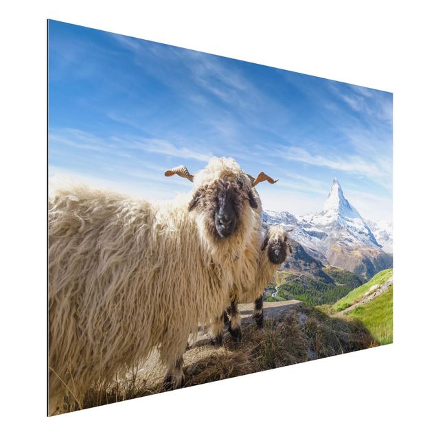 Aluminium dibond Blacknose Sheep Of Zermatt
