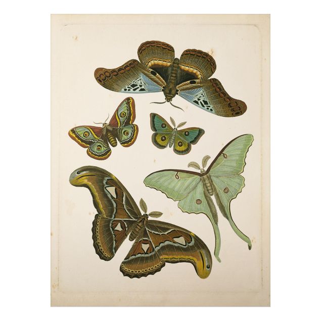 Print on aluminium - Vintage Illustration Exotic Butterflies II