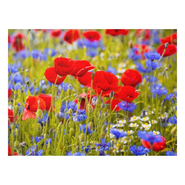 Print on forex - Summer Meadow With Poppies And Cornflowers