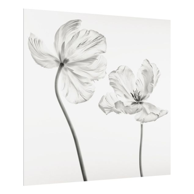 Splashback - Two Delicate White Tulips - Square 1:1