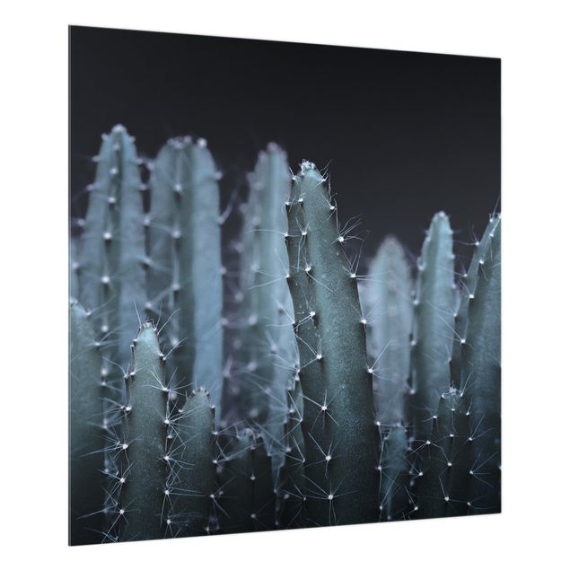 Splashback - Desert Cactus At Night - Square 1:1