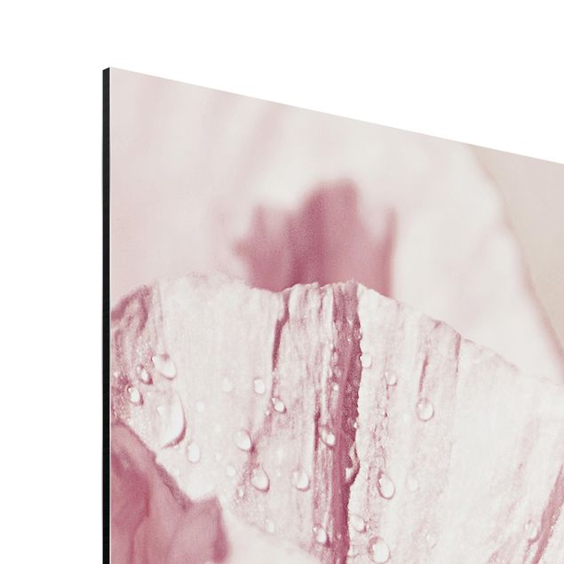 Print on aluminium - Pale Pink Poppy Flower With Water Drops