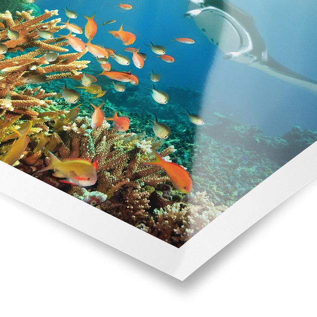 Poster - Coral reef