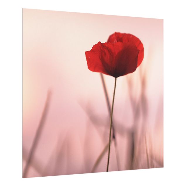 Splashback - Poppy Flower In Twilight - Square 1:1