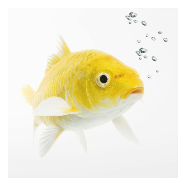 Glass Splashback - Goldfish Yellow - Square 1:1