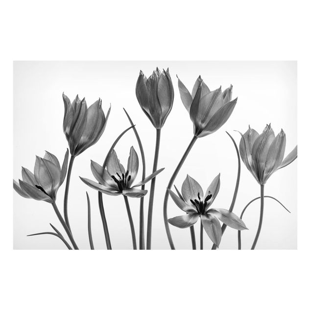 Magnetic memo board - Seven Tulips Black And White