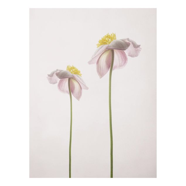Forex print - Pink Anemone Blossoms