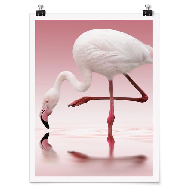 Poster animals - Flamingo Dance
