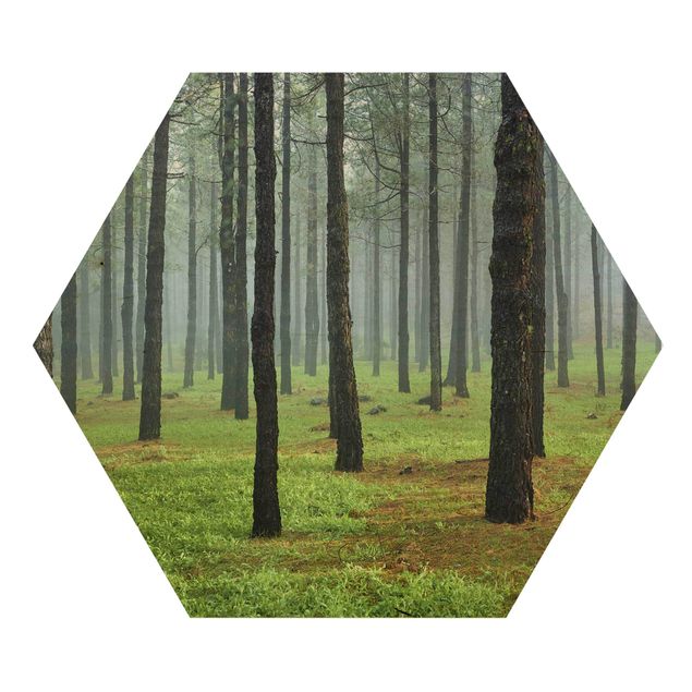 Wooden hexagon - Deep Forest With Pine Trees On La Palma