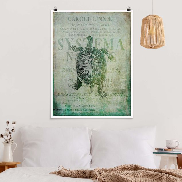 Poster - Vintage Collage - Antique Turtle