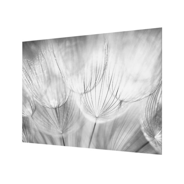 Glass Splashback - Dandelions Macro Shot In Black And White - Landscape 3:4
