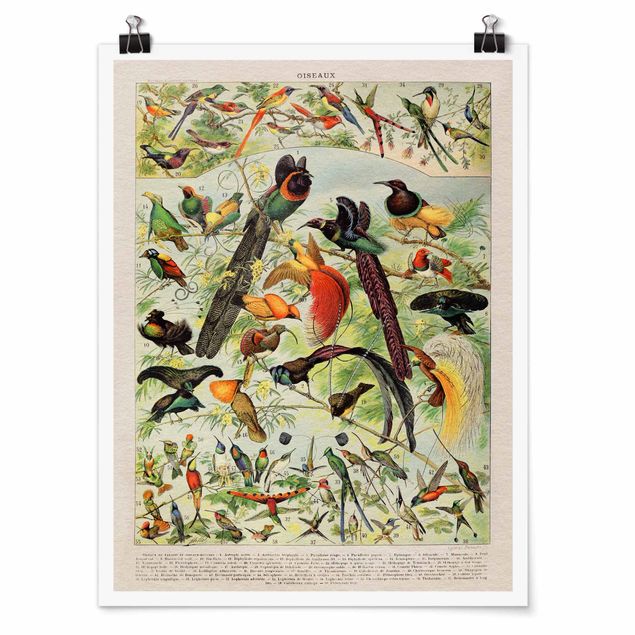 Poster - Vintage Board Birds Of Paradise