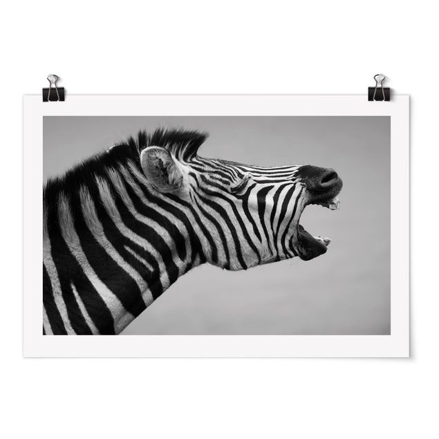 Poster - Roaring Zebra ll