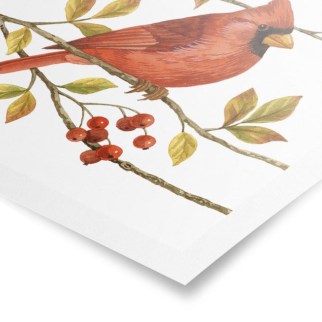 Poster - Birds And Berries - Northern Cardinal