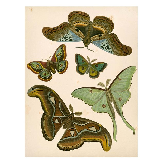 Magnetic memo board - Vintage Illustration Exotic Butterflies II
