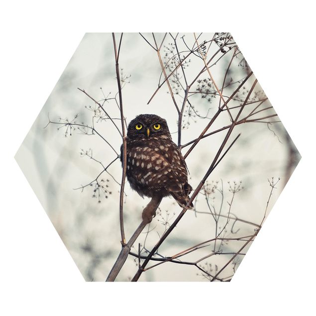 Forex hexagon - Owl In The Winter
