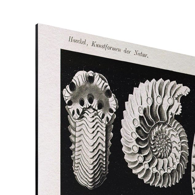 Print on aluminium - Vintage Board Fossils Black And White