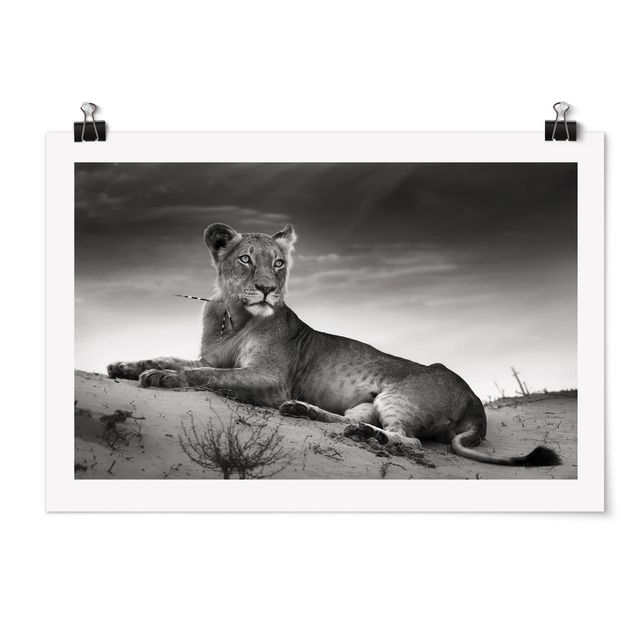 Poster - Resting Lion
