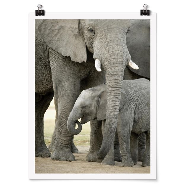 Poster animals - Elephant Love