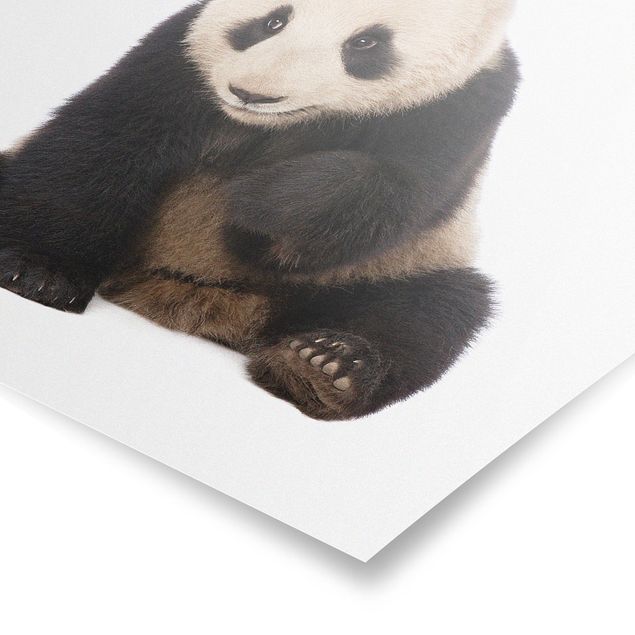 Poster - Panda Paws