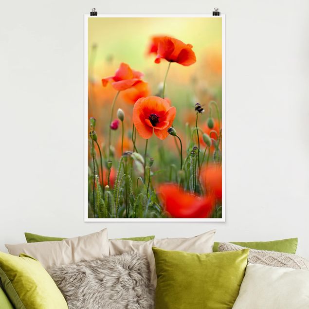 Poster flowers - Red Summer Poppy