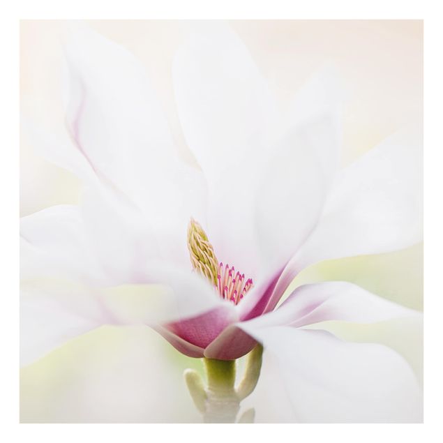 Glass Splashback - Delicate Magnolia Blossom - Square 1:1