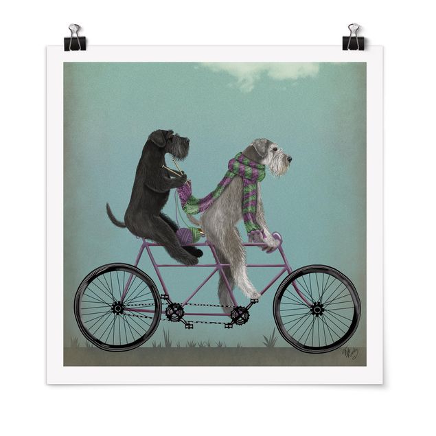 Poster - Cycling - Schnauzer Tandem